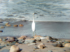Egretta thula