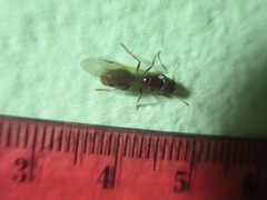 Formicinae