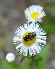 Osmia georgica