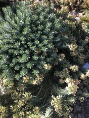 Myrsiniteae