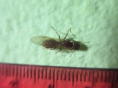 Formicinae