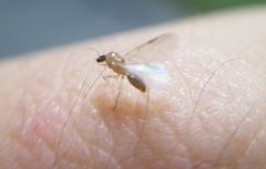Insecta