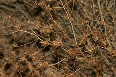 Cordylanthus rigidus setigerus