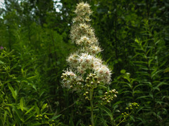 Spiraea alba alba