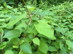 Actinidia arguta