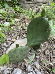 Opuntia cespitosa