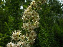 Spiraea alba alba