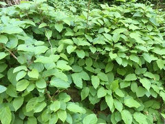 Actinidia arguta