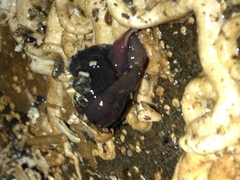 Cerebratulus
