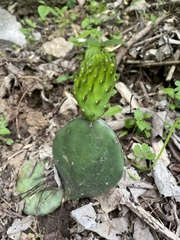 Opuntia cespitosa