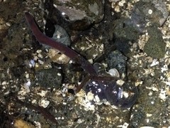 Cerebratulus