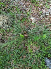 Aristida stricta