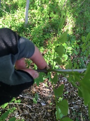 Zanthoxylum simulans