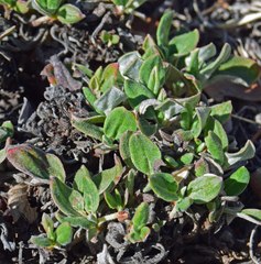 Eriogonum jamesii