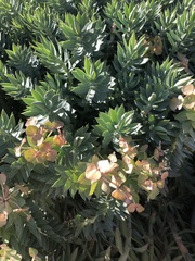Myrsiniteae