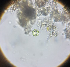 Coelastrum