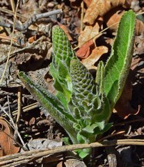 Veronica plantaginea