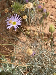 Erigeron utahensis