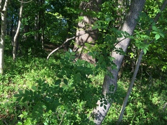 Zanthoxylum simulans