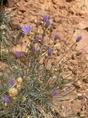 Erigeron utahensis