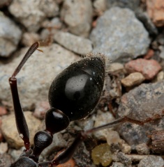 Myrmecia pyriformis
