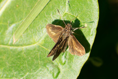 Cymaenes lepta