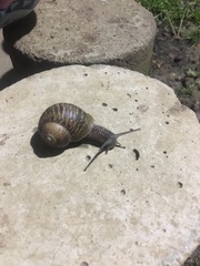 Cornu aspersum