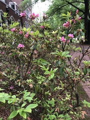 Rhododendron indicum
