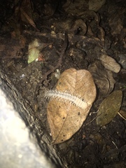 Diplopoda