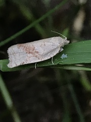 Archips grisea