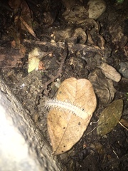 Diplopoda