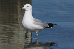 Larus delawarensis