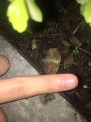 Diplopoda