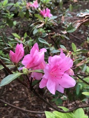 Rhododendron indicum