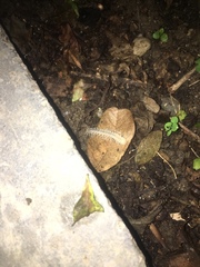 Diplopoda
