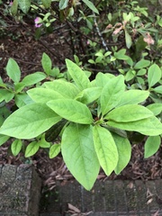 Rhododendron indicum