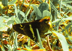 Atalopedes mesogramma