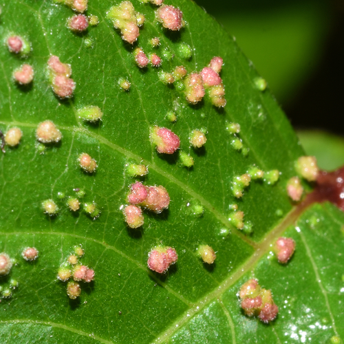Poison Ivy Leaf Mite