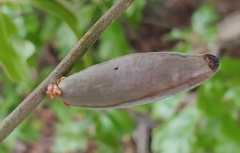 Amphibolips acuminata