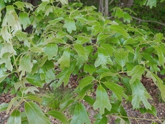 Amphibolips acuminata