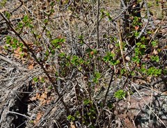 Physocarpus monogynus