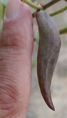 Amphibolips acuminata