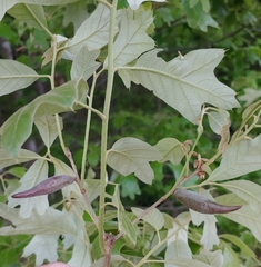 Amphibolips acuminata