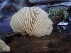 Crepidotus nephrodes