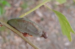 Amphibolips acuminata