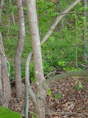 Amphibolips acuminata