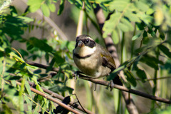 Arremon flavirostris