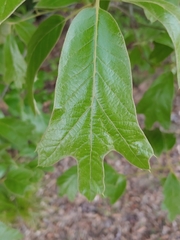 Amphibolips acuminata