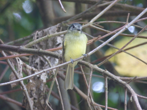 Leptopogon superciliaris