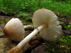Leucoagaricus coerulescens